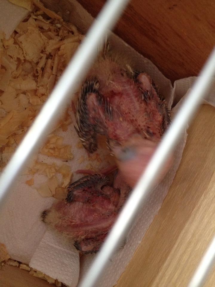 10994053_970172396381050_854168684614444