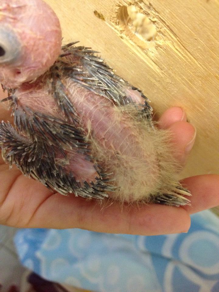 11006404_970172729714350_560524951562887