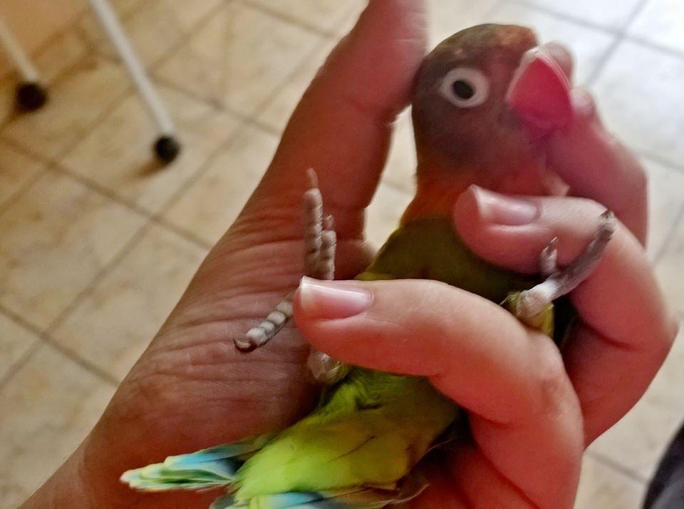 1939713_334891340049341_7337862285867661