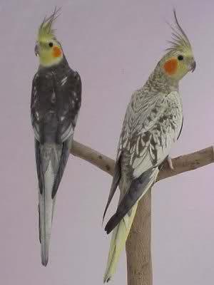 1qh95c.thumb.jpg.e0b0892ed76e1ba750e6c44