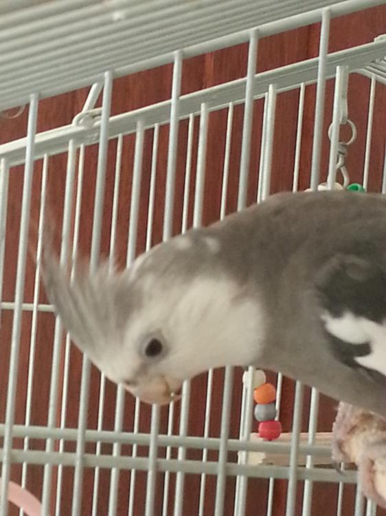 20140825_132043.thumb.jpg.7fca22e62ff187