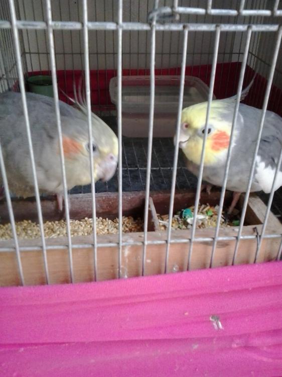 2015-04-19 13.09.04.jpg