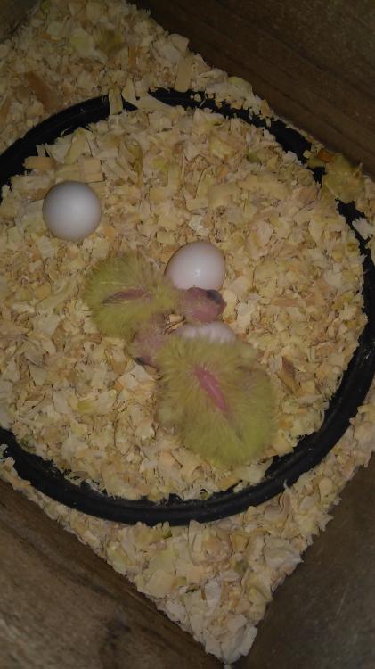 20150418_101145.thumb.jpg.2c0e8dfc47f97d