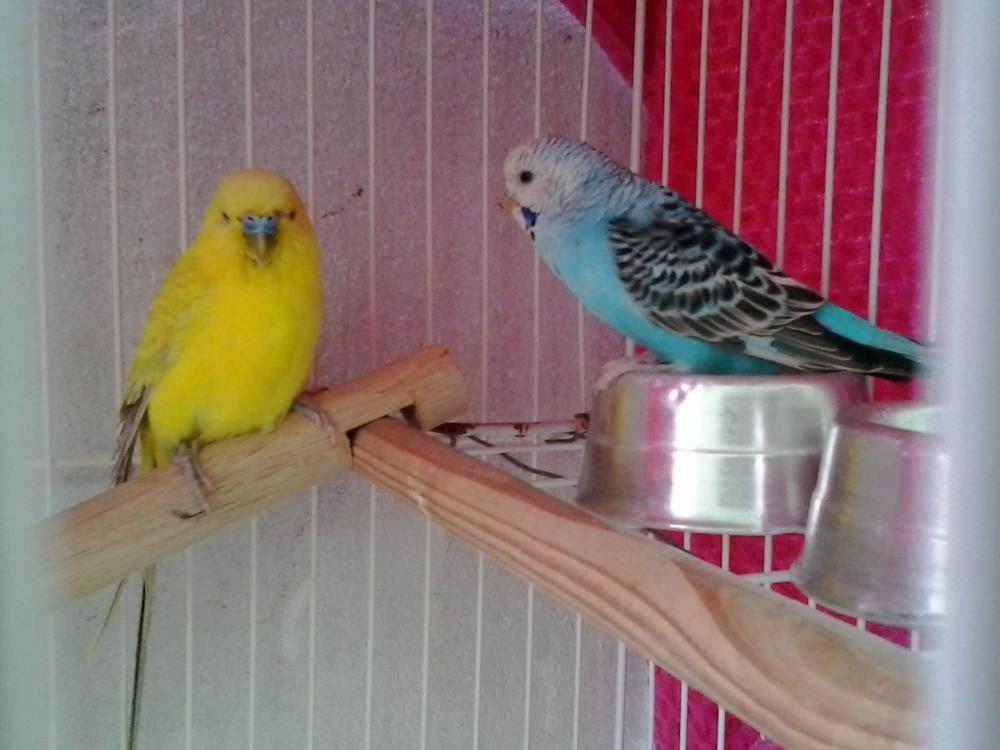 20150424_135611.thumb.jpg.f36cba23043f71