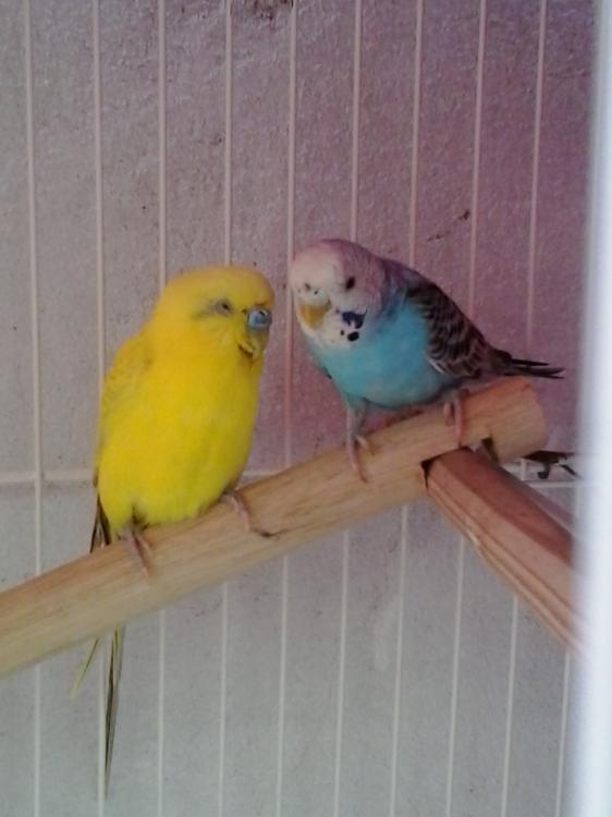 20150424_135725.thumb.jpg.e1552f945362f1