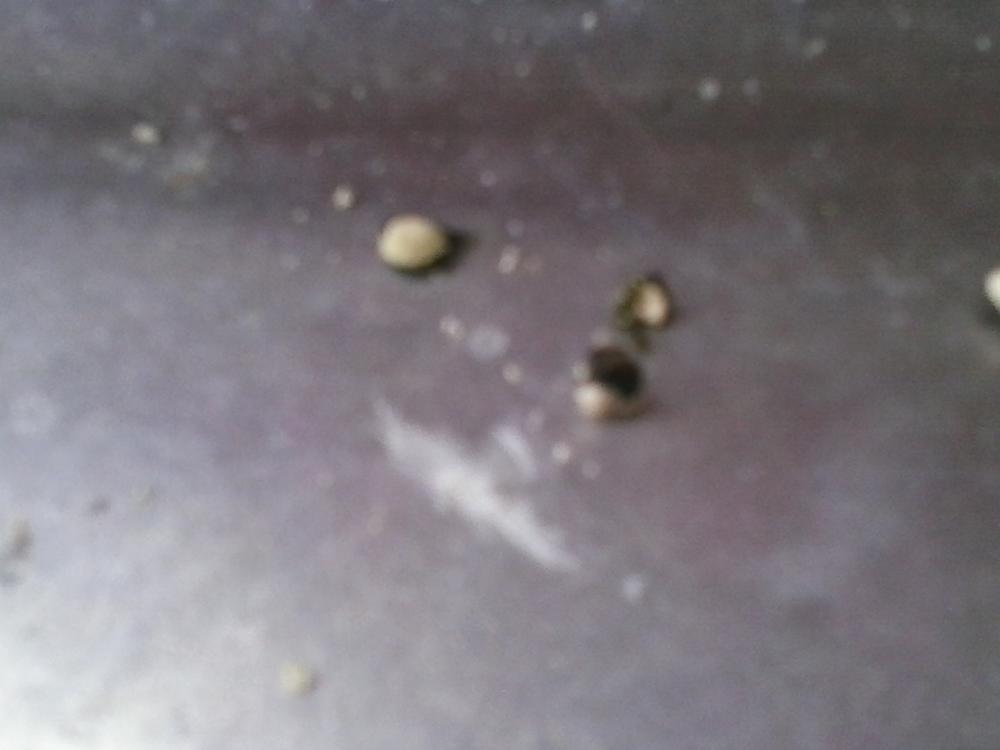 20150424_135847.thumb.jpg.3b6afcbbaf5da4