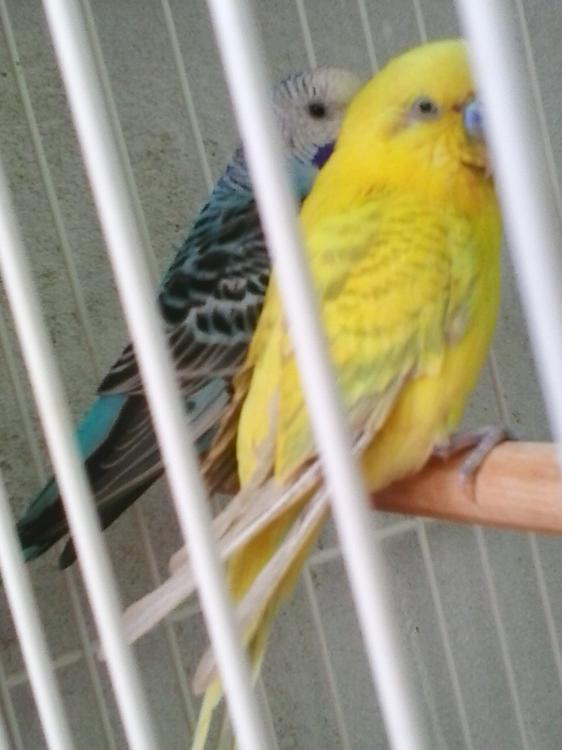 20150424_135952.thumb.jpg.04628257f70aaf