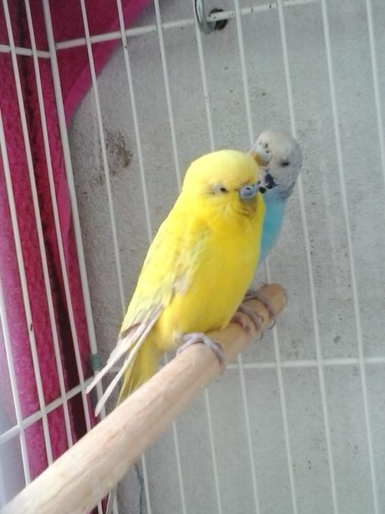 20150424_140005.thumb.jpg.24c025931eb99e