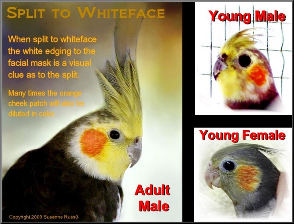 2710045_orig.thumb.jpg.e42fb309a68512798