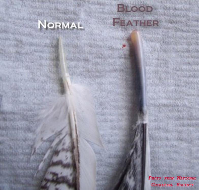 Blood-feather-normal.thumb.jpg.1e5683866