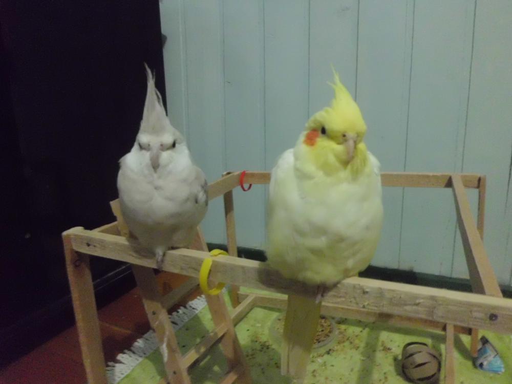 CIMG0510.thumb.JPG.168174a7bd99f4074df31