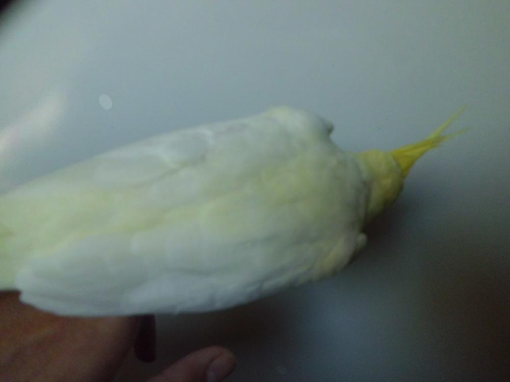 CIMG0516.thumb.JPG.b4e0be4fc30a8b4479827