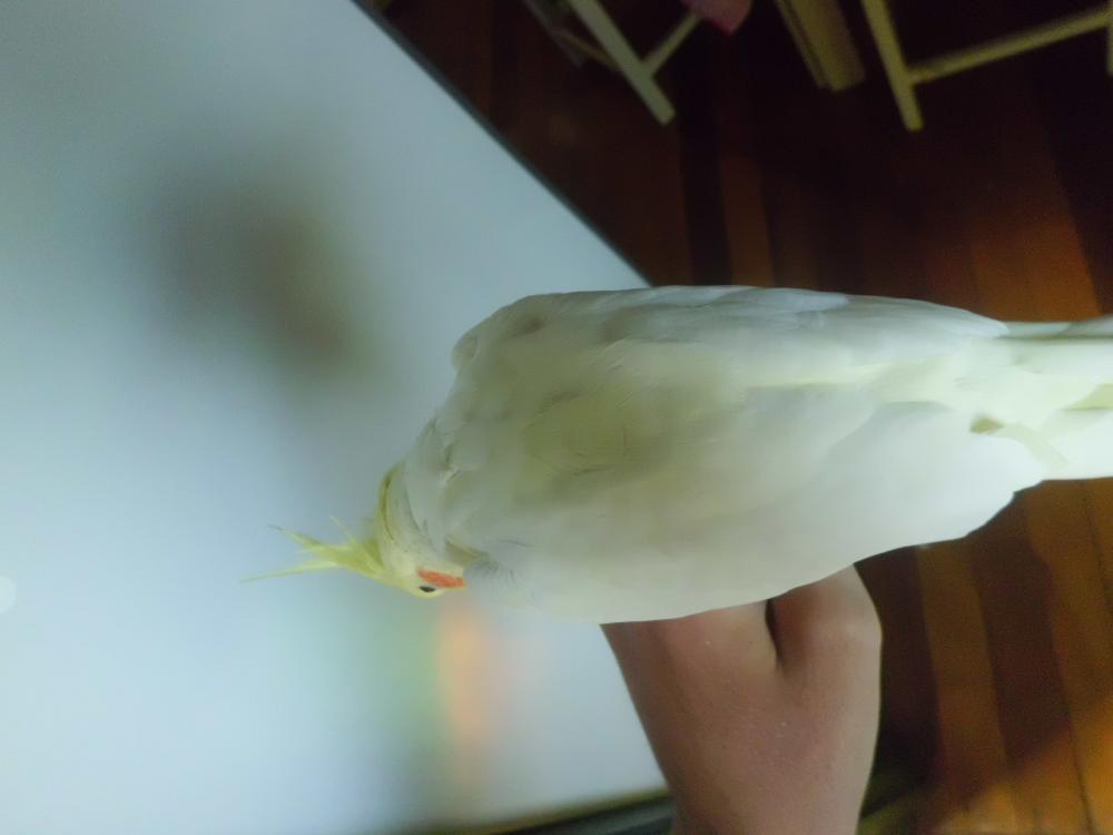 CIMG0518.thumb.JPG.e8cdd62d48b2a5582fe72