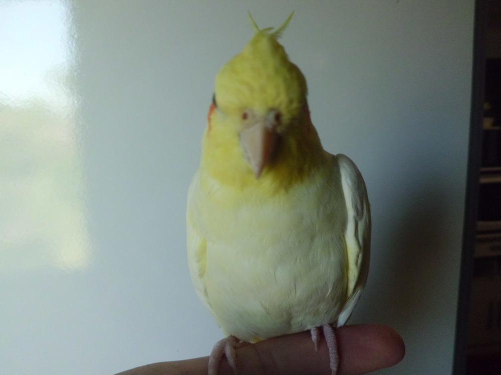 CIMG0519.thumb.JPG.26e9b639ed9598a31424d