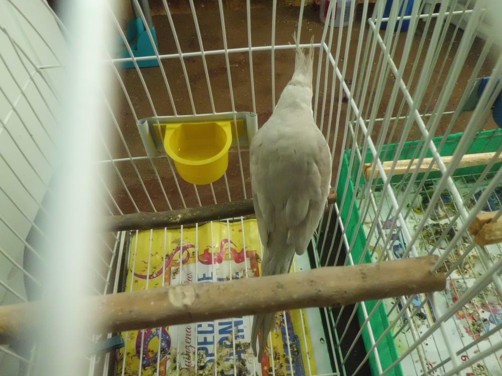 CIMG0522.thumb.JPG.1e127eb52473f1b7afbeb