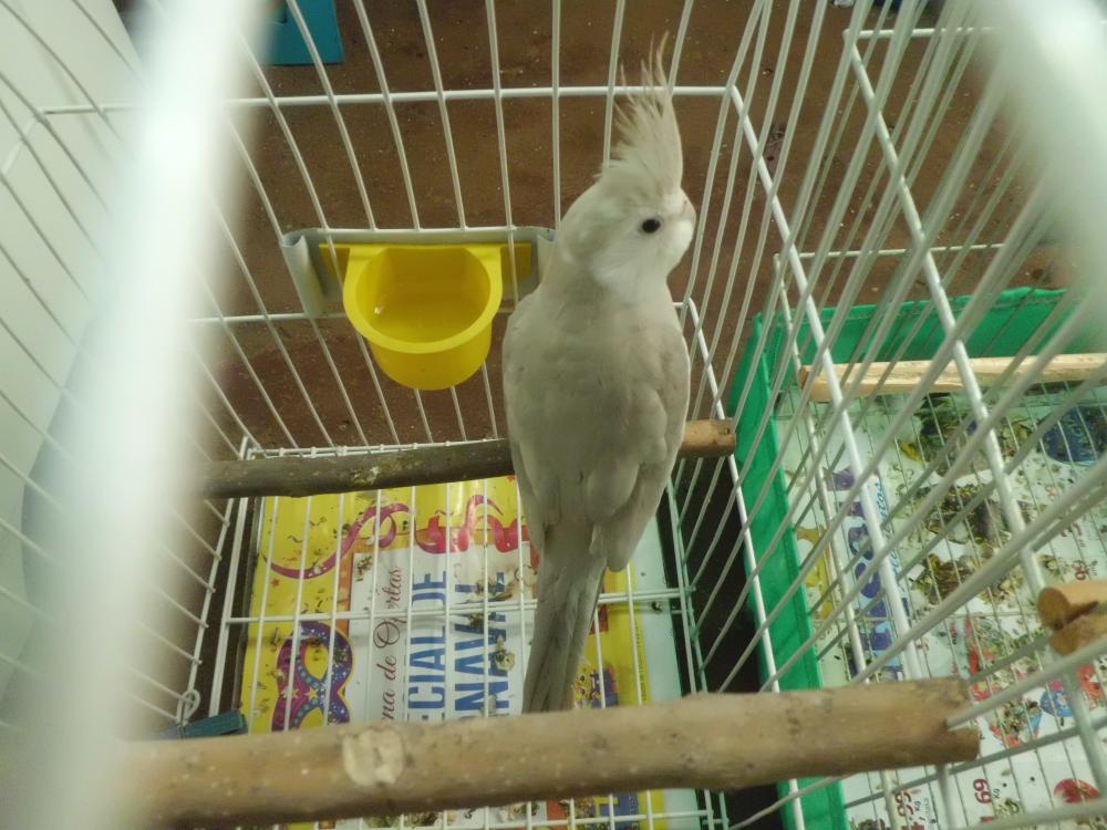 CIMG0523.thumb.JPG.e1e24f9f78ac659cedcd8