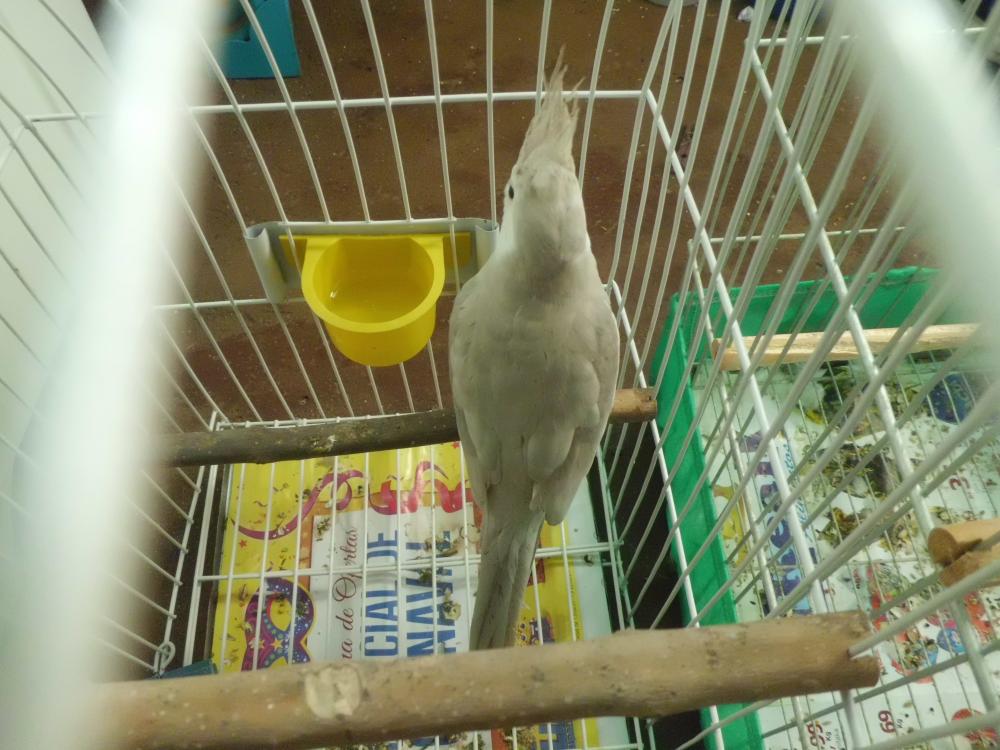 CIMG0524.thumb.JPG.f614b4d1a56f2040ec3db