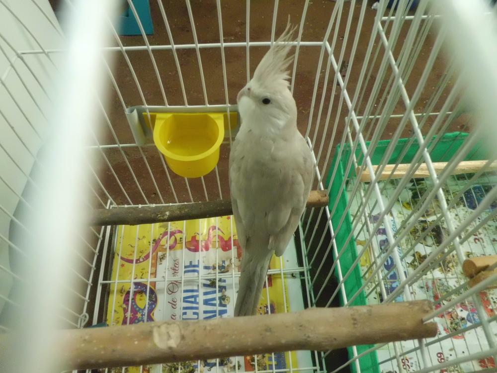 CIMG0525.thumb.JPG.cc9efa256ba09a52d0f43