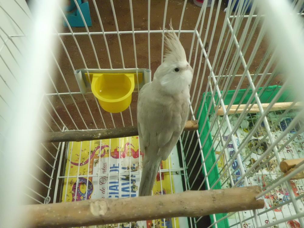 CIMG0526.thumb.JPG.f4087e8d43b209623a6e0