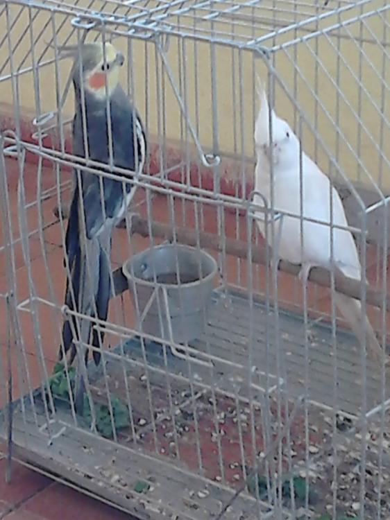 Casal_1.thumb.JPG.d683c481e1e3c64d041836