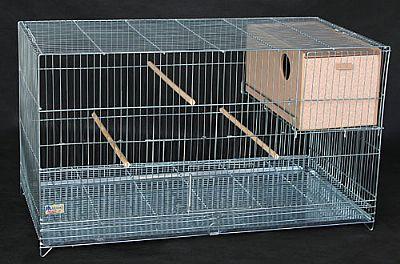 Criadeira calopsita 424.jpg