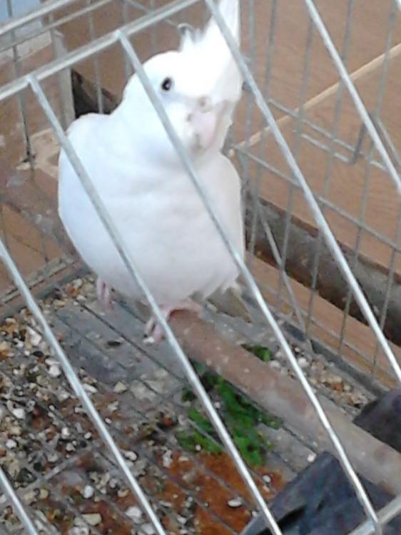 Femea.thumb.JPG.1bad56fd0b64c516118f106c