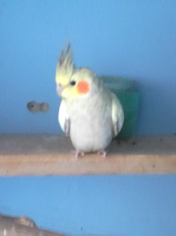 Femea.thumb.JPG.673ad6ac7def222fd78dbc10