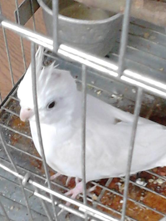 Femea_1.thumb.JPG.031a46d08b655cdb4a37cb