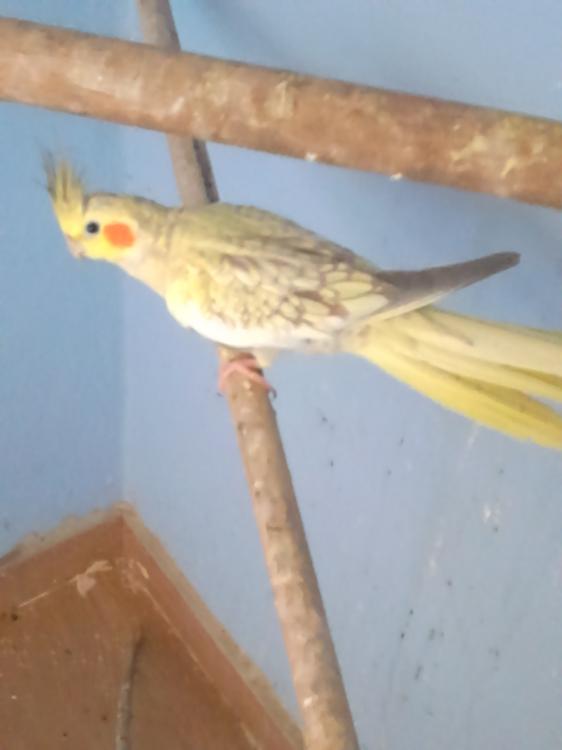 Femea_2.thumb.JPG.82d1e7355fbbe4175edba2