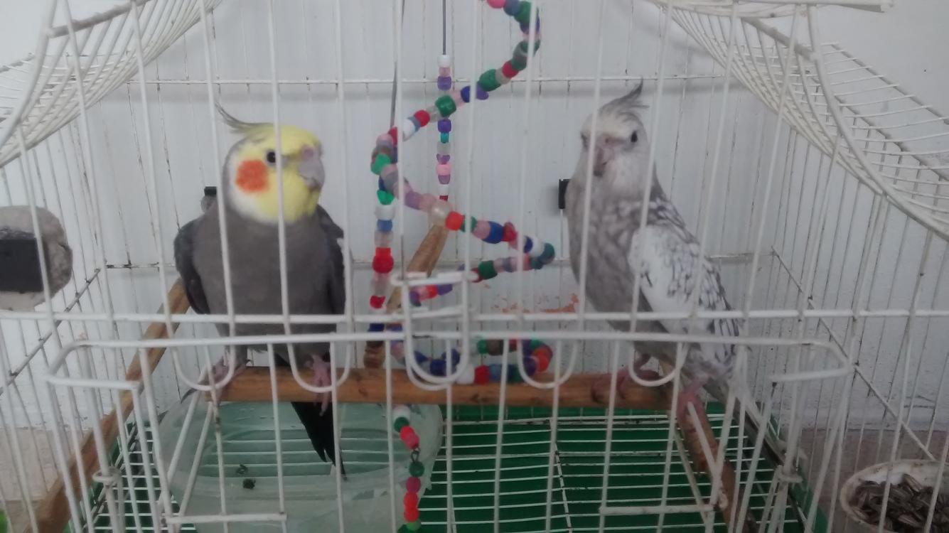 IMG_20141125_101735275.thumb.jpg.fbef811