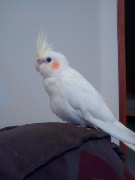 IMG_20150329_174312649.thumb.jpg.55d8c96