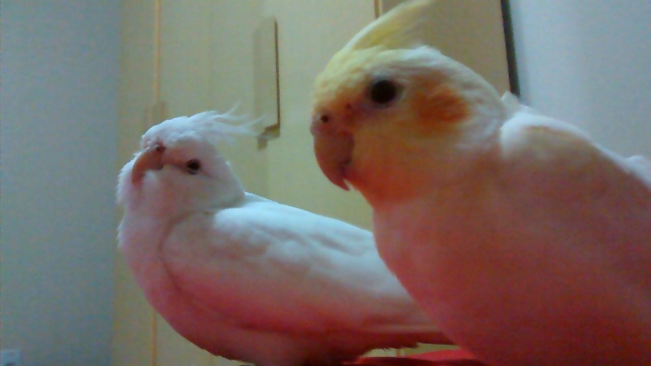 IMG_20150412_235834904.thumb.jpg.fa50eab