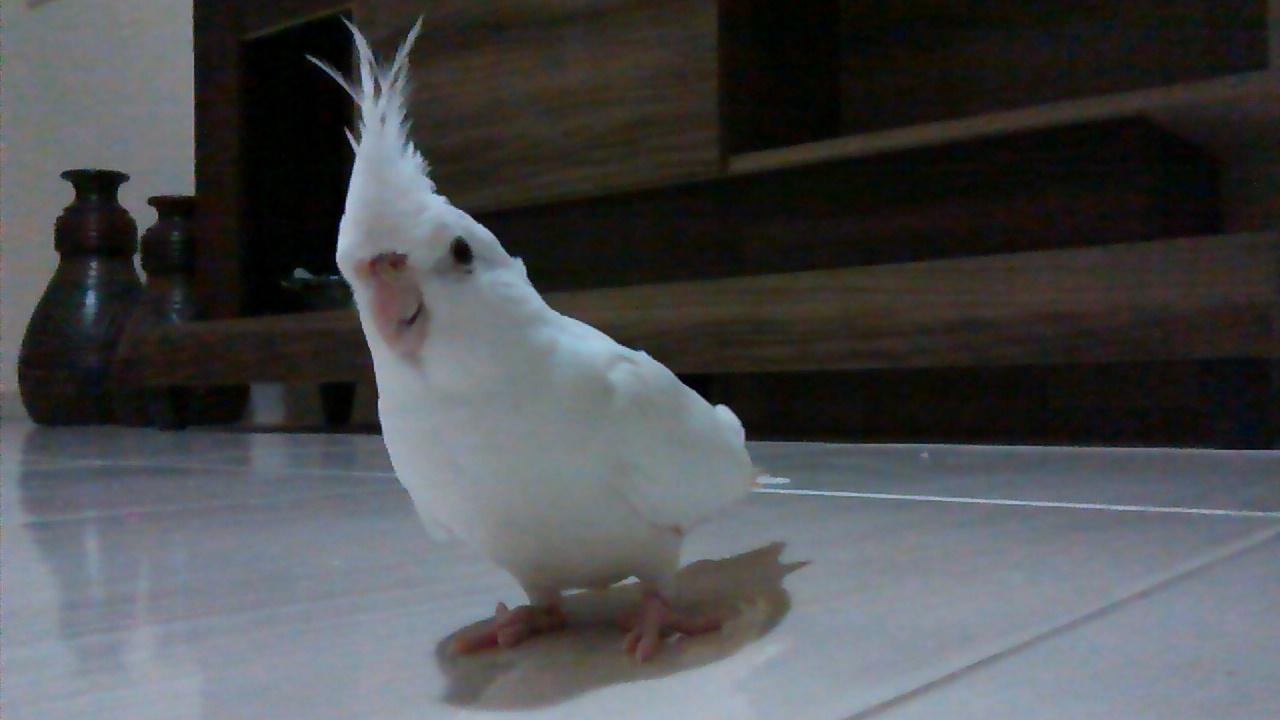 IMG_20150413_182547738.thumb.jpg.5c5ad05