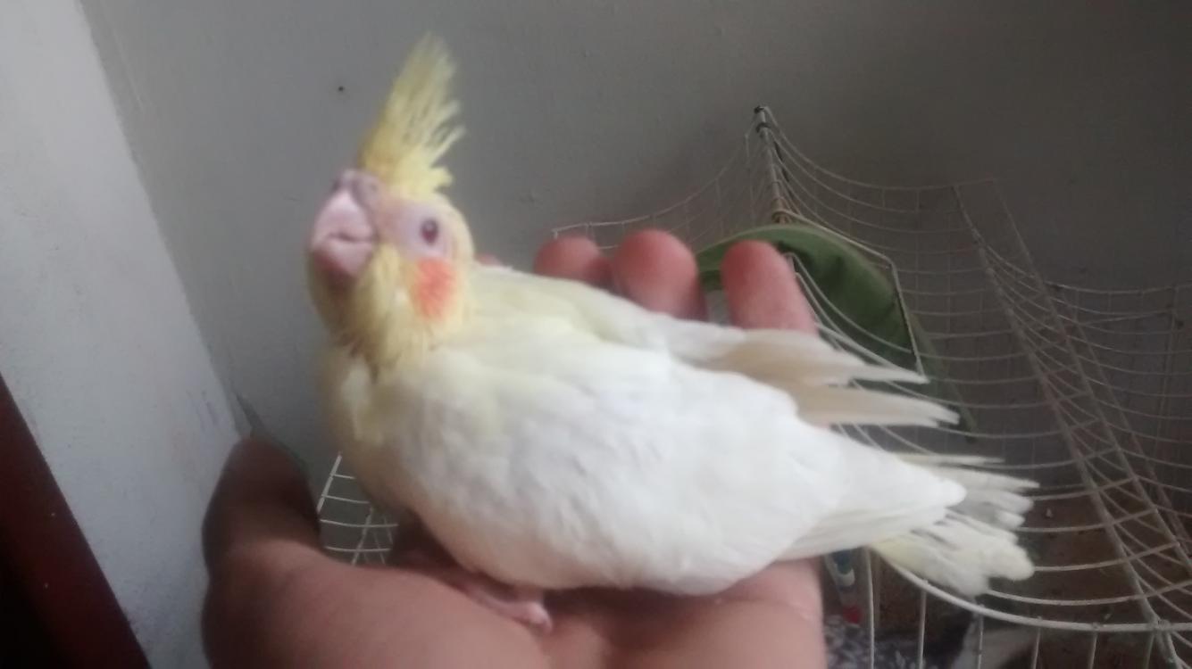 IMG_20150428_163408025.thumb.jpg.14c6572