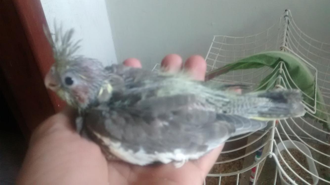 IMG_20150428_163445459.thumb.jpg.b83b707