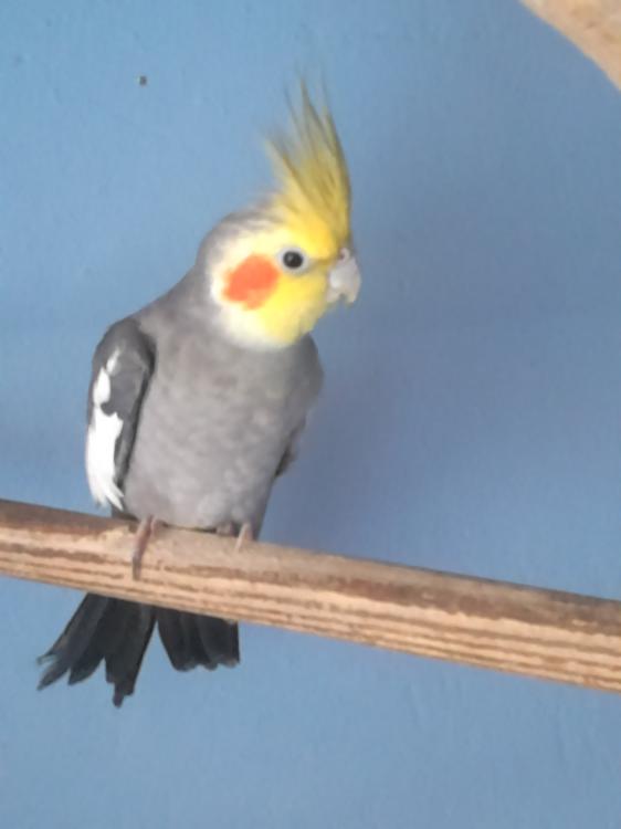 Macho.thumb.JPG.610d14420bbc8a3050a2c510