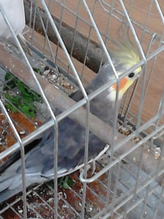 Macho.thumb.JPG.a730c6111d45c059c1ff8a03