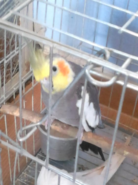 Macho_1.thumb.JPG.3017ce7d29f22569d4b7a4