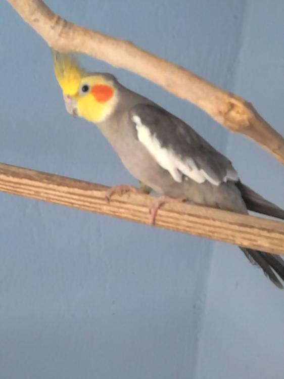 Macho_2.thumb.JPG.cfe1554bed8271fa844d45