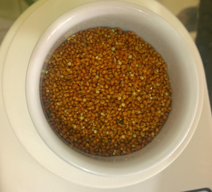 Painço vermelho.jpg