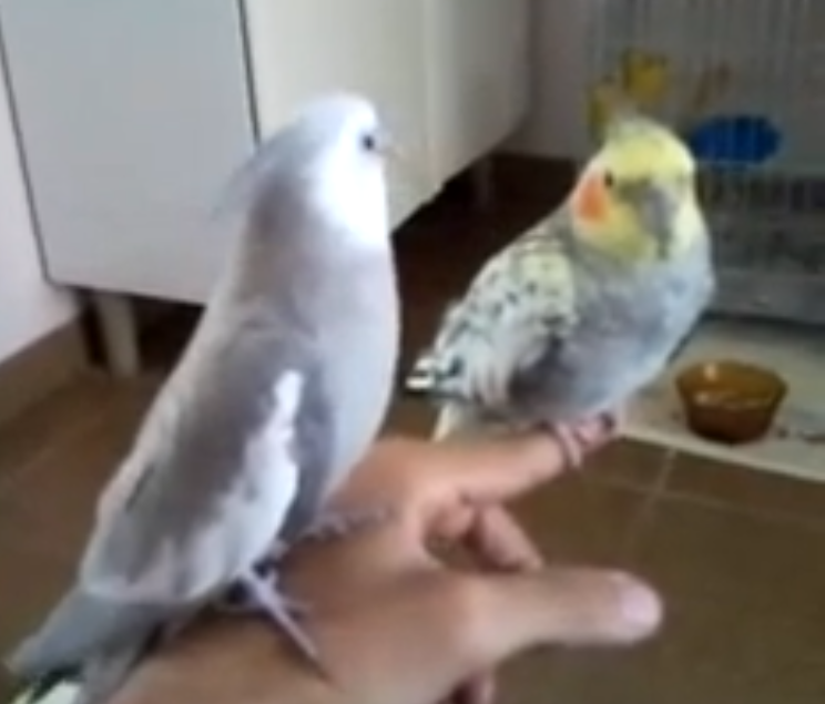 Sem_título.thumb.png.0382d0dc68ab2749f8