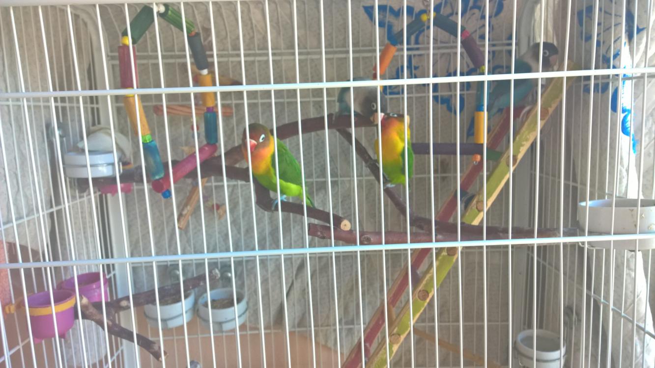 WP_20150412_10_59_57_Pro.thumb.jpg.82f22