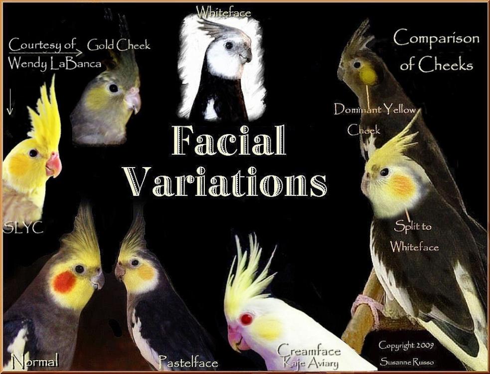 cheeks.thumb.jpg.b5d9ef5d097131e97a9b1d3