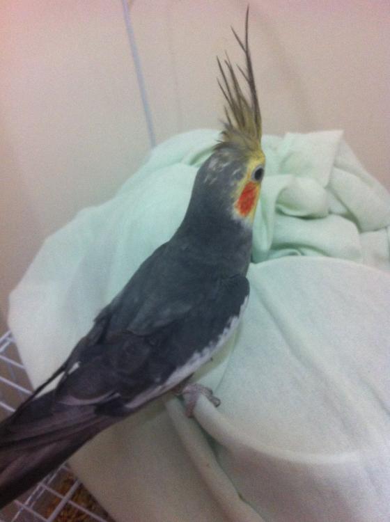 image.thumb.jpg.15508978a56c5d4af08aa062