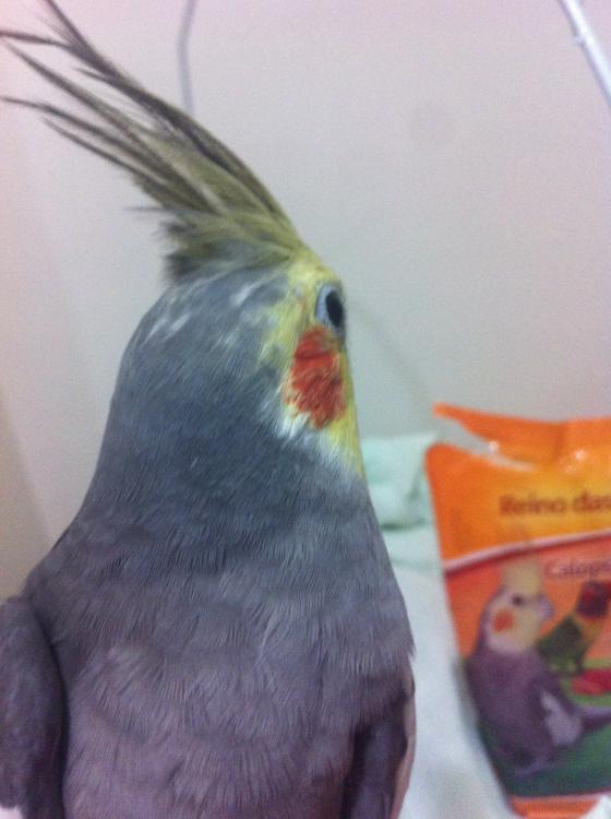 image.thumb.jpg.3129e6f84ebc8daa5afeda30