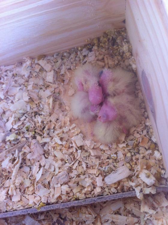 image.thumb.jpg.7bff5353142810ab453ac1c5