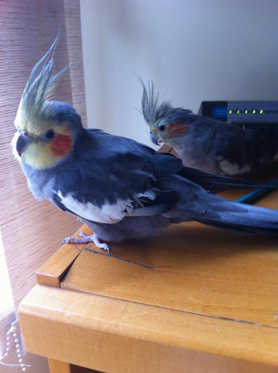 image.thumb.jpg.96a67806b777bc1854cca5ba