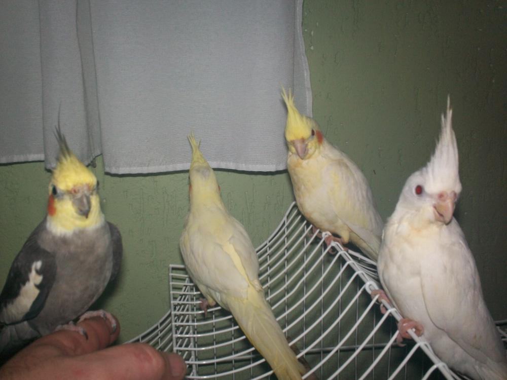 100_0730.thumb.JPG.6e7497270650a198b0af9