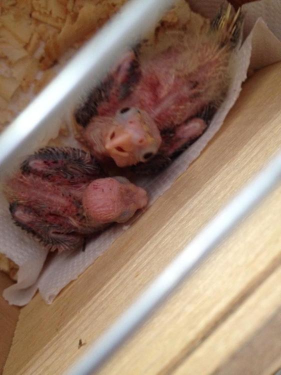 10959492_970168603048096_470490742205263