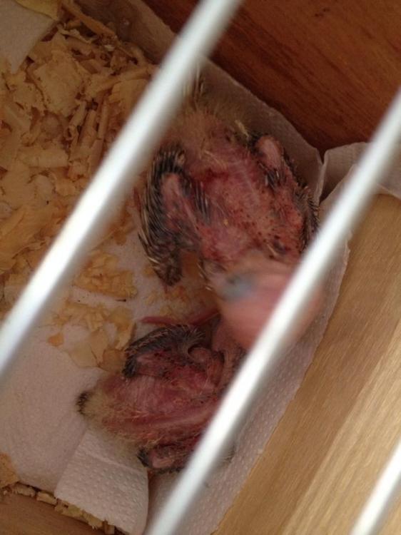 10994053_970172396381050_854168684614444